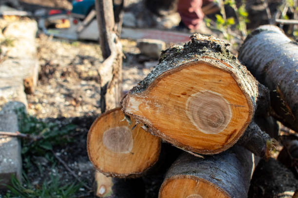 How Our Tree Care Process Works  in  Warren, IN